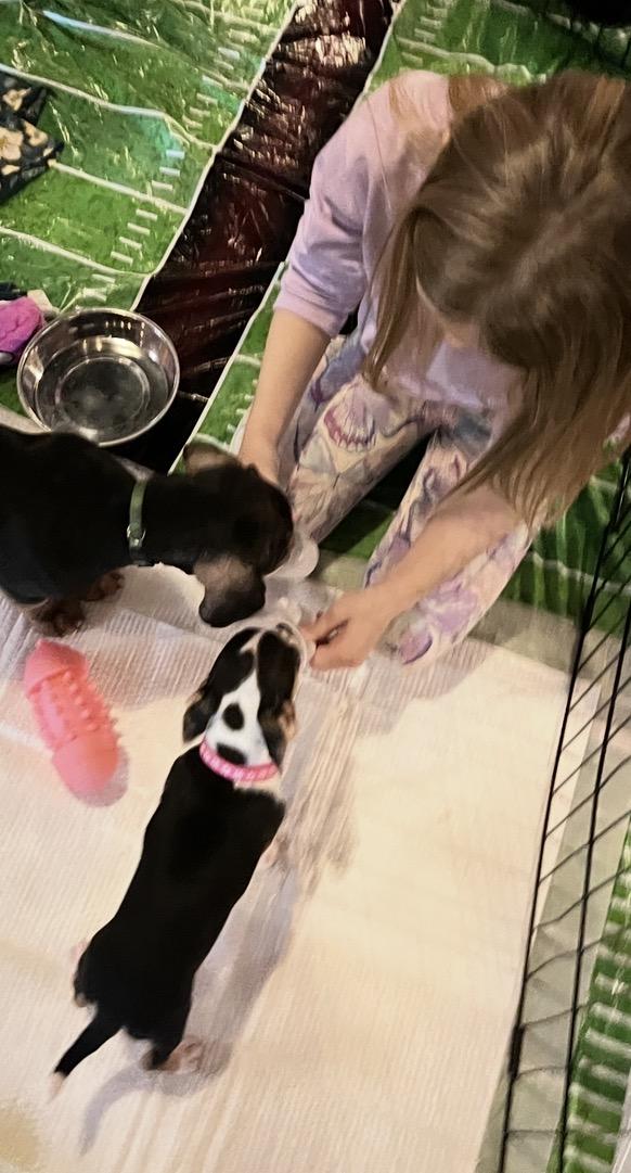 Enlarge Alana , an adopted mixed breed in Knoxville, TN image 2/5