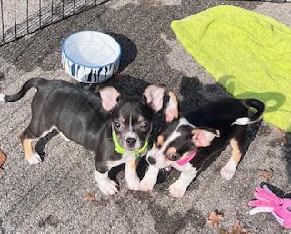 Alana , adopted, Puppy Female Chihuahua & Dachshund.