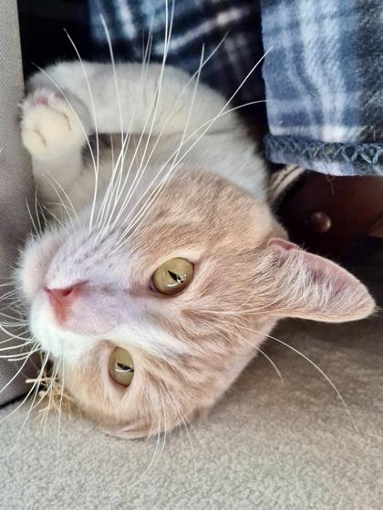 Beignet, Adoptable, Young Male Domestic Medium Hair & Domestic Short Hair.