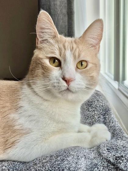 Enlarge Beignet, a Adoptable mixed breed in San Diego, CA image 2/3