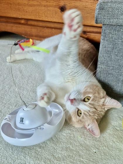 Enlarge Beignet, a Adoptable mixed breed in San Diego, CA image 3/3