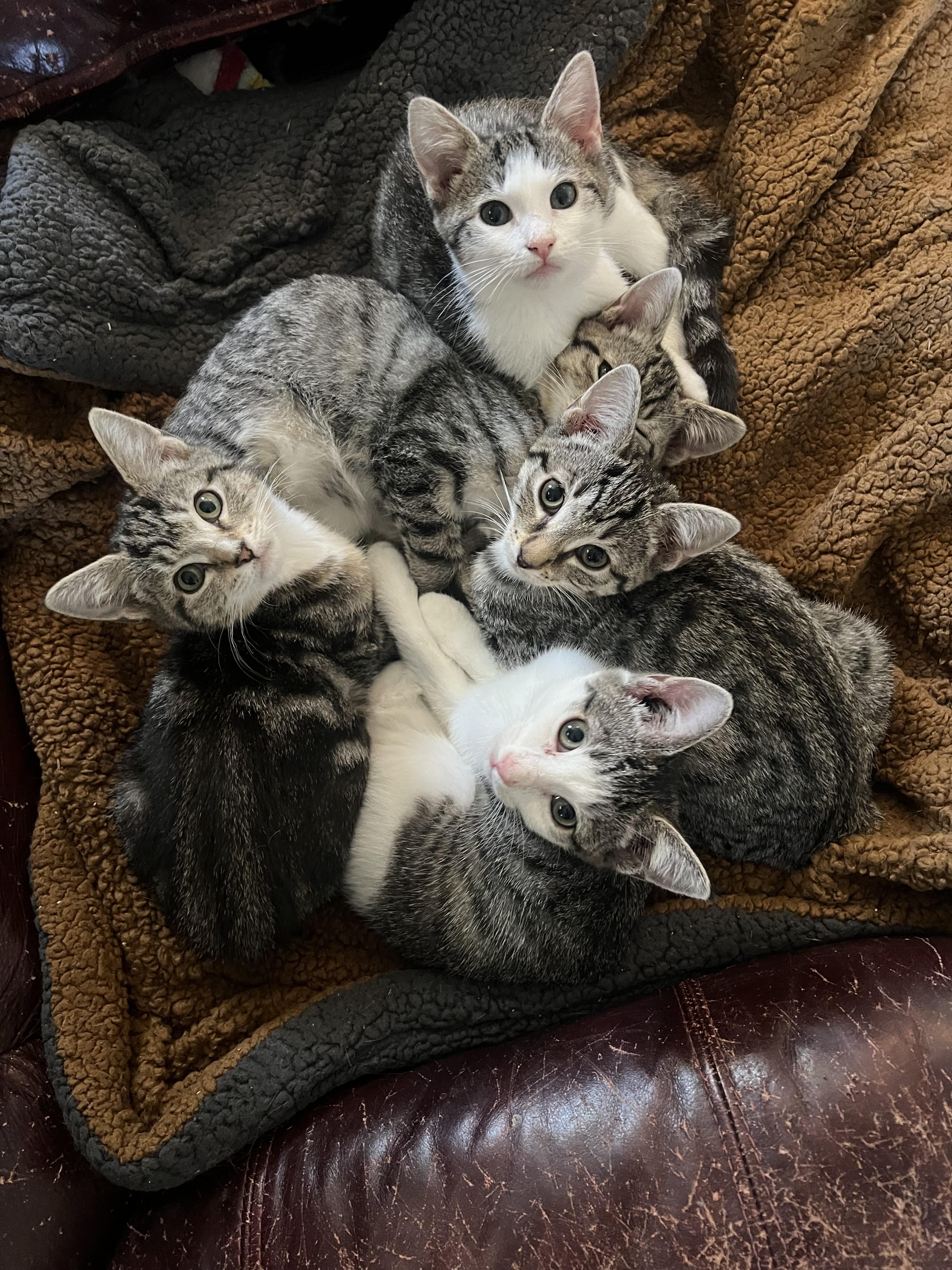 Enlarge Opal, a Adopted Domestic Short Hair in Berkeley Springs, WV image 1/4