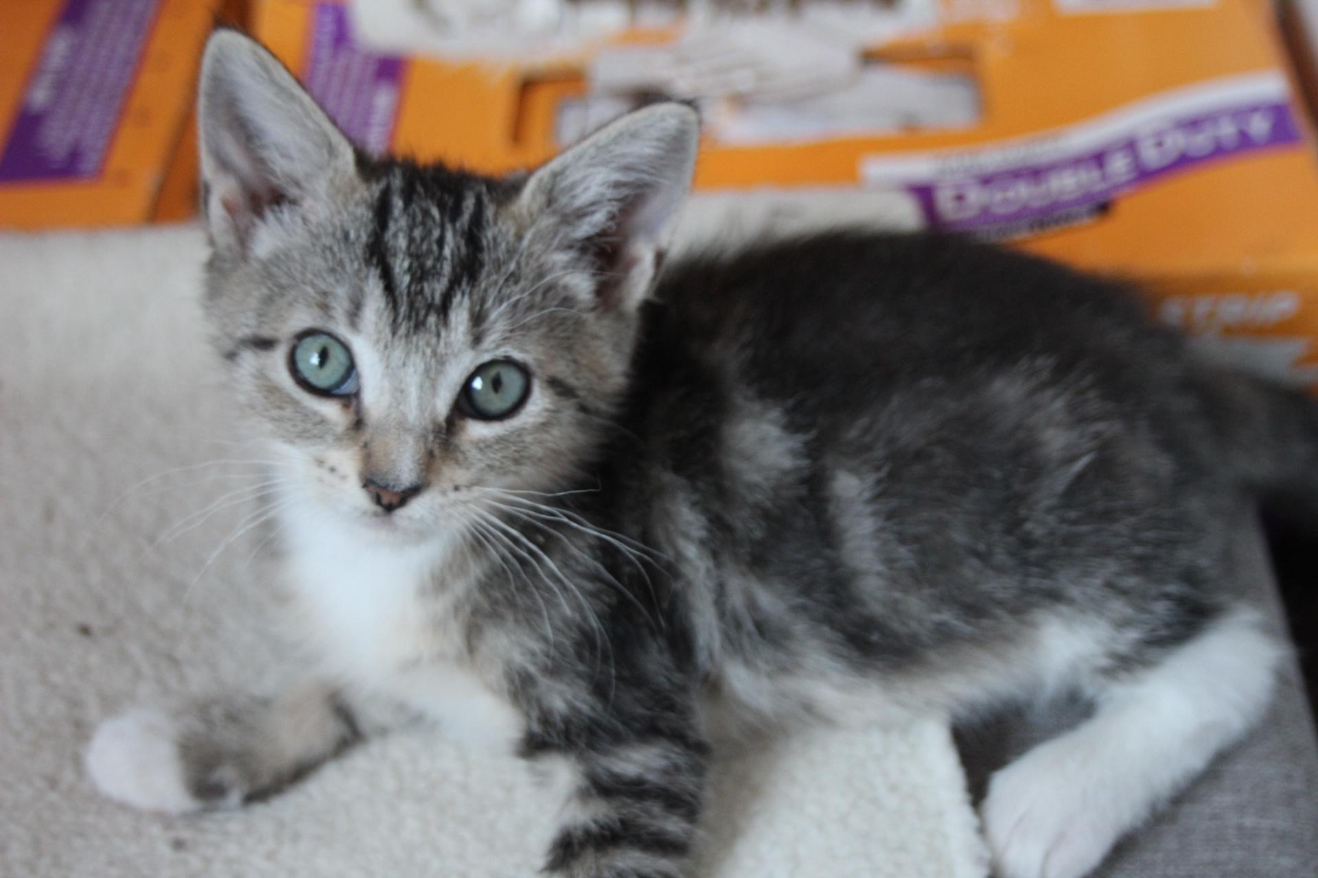 Enlarge Opal, a Adopted Domestic Short Hair in Berkeley Springs, WV image 3/4