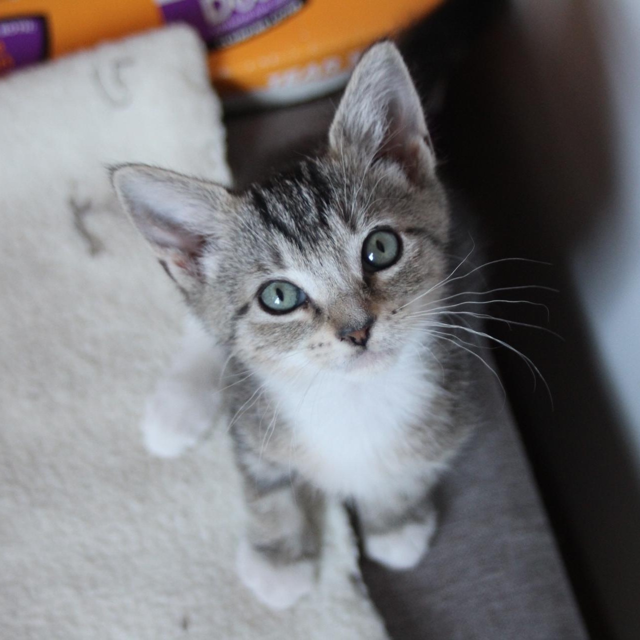 Enlarge Opal, a Adopted Domestic Short Hair in Berkeley Springs, WV image 2/4