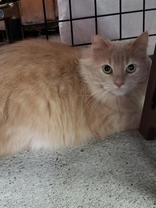 Lil Bit, Adoptable, Kitten Female Domestic Medium Hair & Domestic Short Hair.