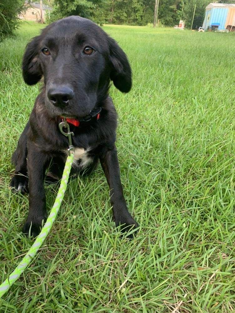 Enlarge Harper, a Adopted mixed breed in Westport, CT image 1/10