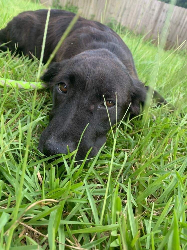 Enlarge Harper, a Adopted mixed breed in Westport, CT image 2/10