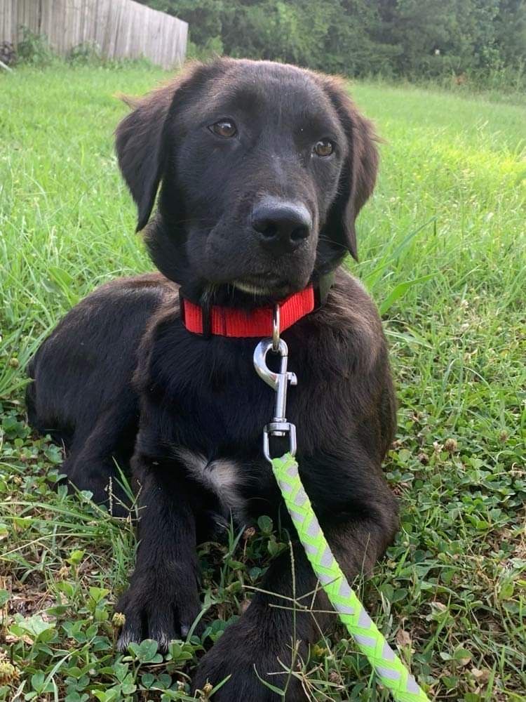 Enlarge Harper, a Adopted mixed breed in Westport, CT image 3/10