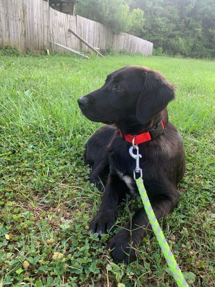 Enlarge Harper, a Adopted mixed breed in Westport, CT image 4/10