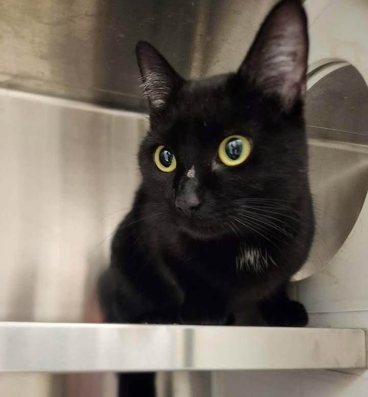 Nova, Adopted, Young Female Domestic Short Hair.