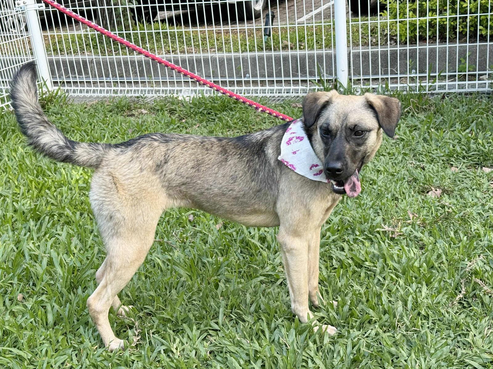 Enlarge Annie, a Adoptable mixed breed in Hacienda Heights, CA image 4/6