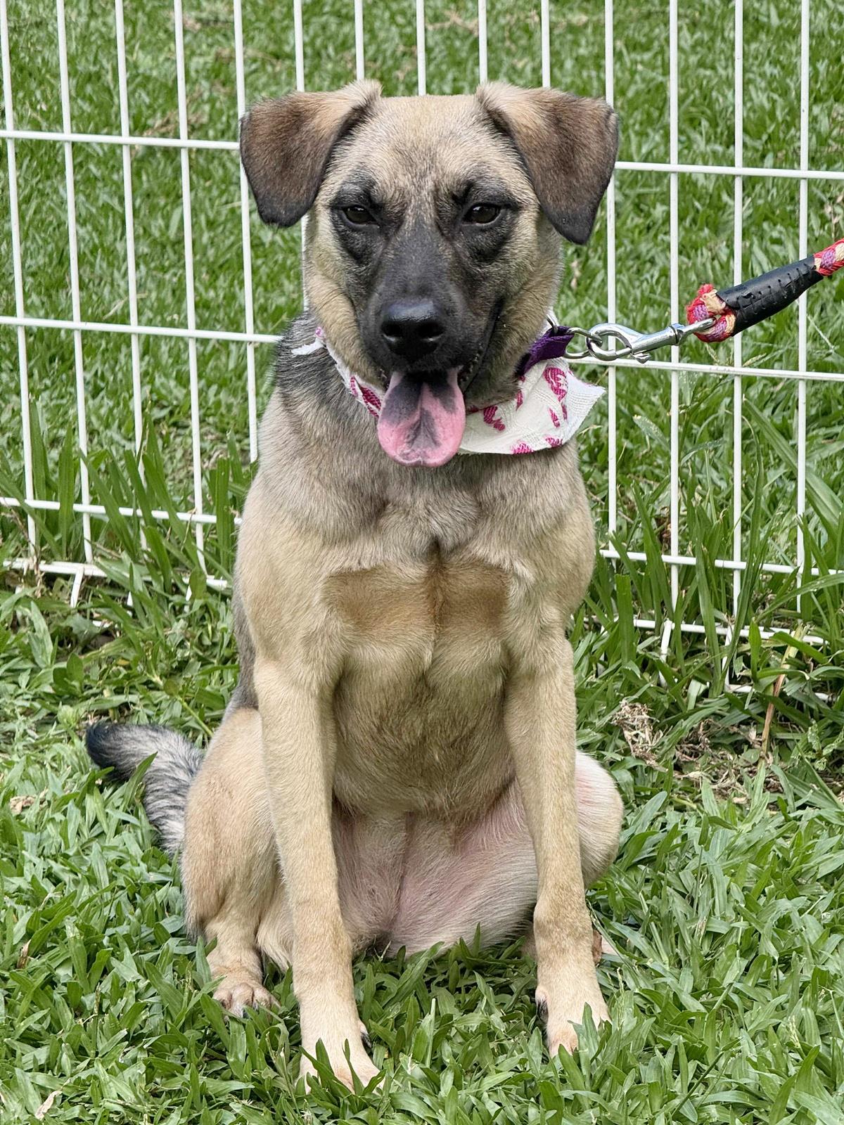 Enlarge Annie, a Adoptable mixed breed in Hacienda Heights, CA image 5/6