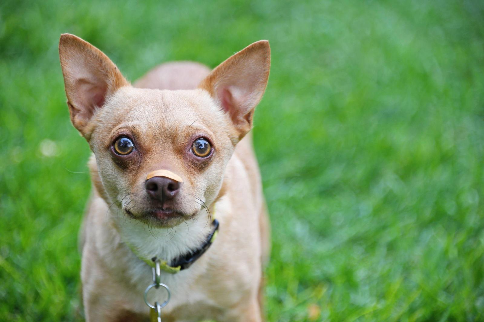 Ima Yoshi, a Adoptable Chihuahua in Salt Lake City, UT image 1/3