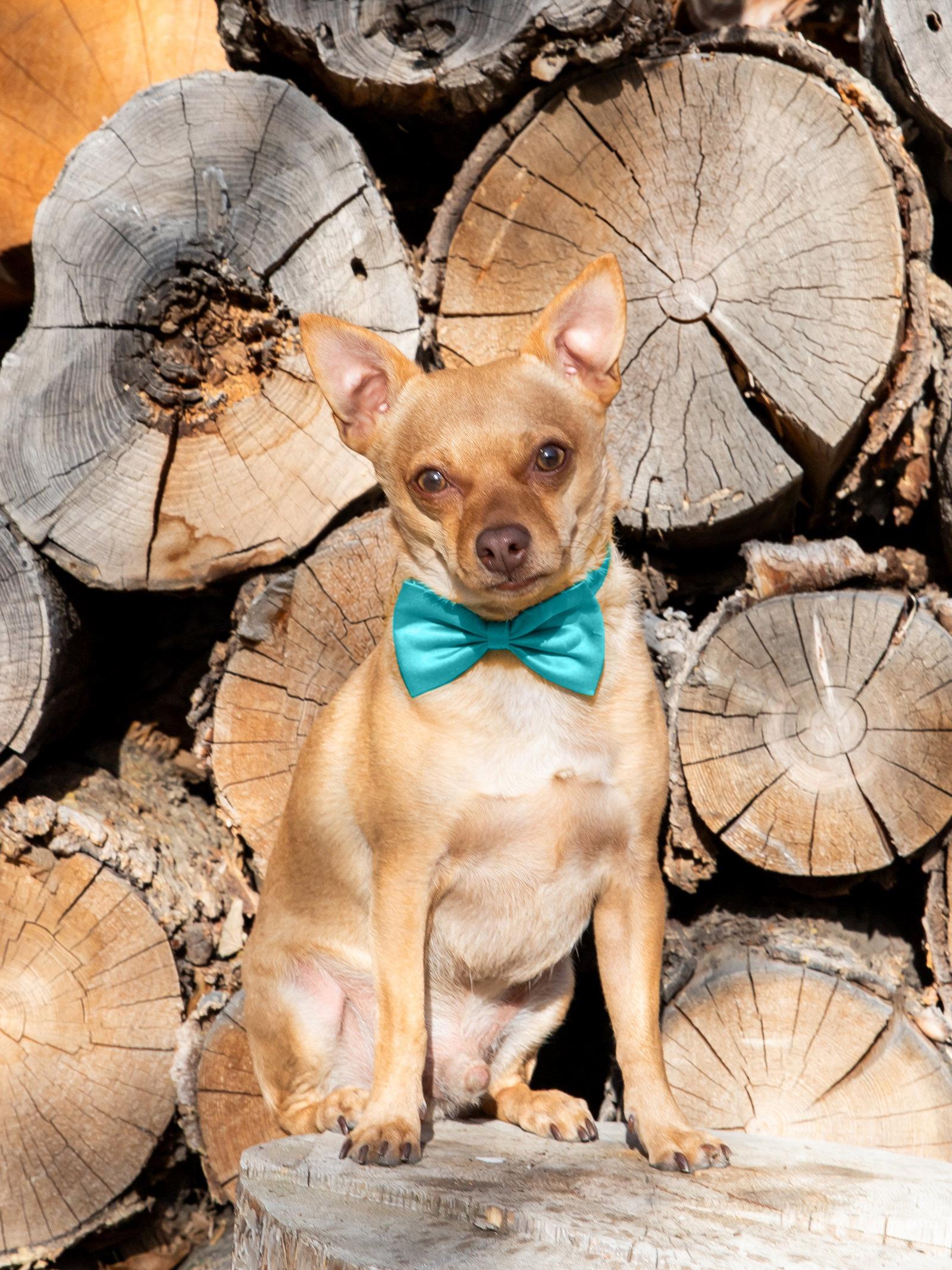 Enlarge Ima Yoshi, a Adoptable Chihuahua in Salt Lake City, UT image 2/3