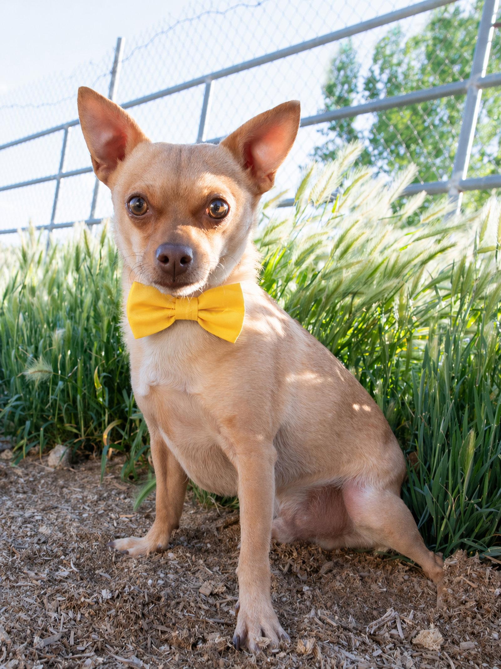 Enlarge Ima Yoshi, a Adoptable Chihuahua in Salt Lake City, UT image 3/3