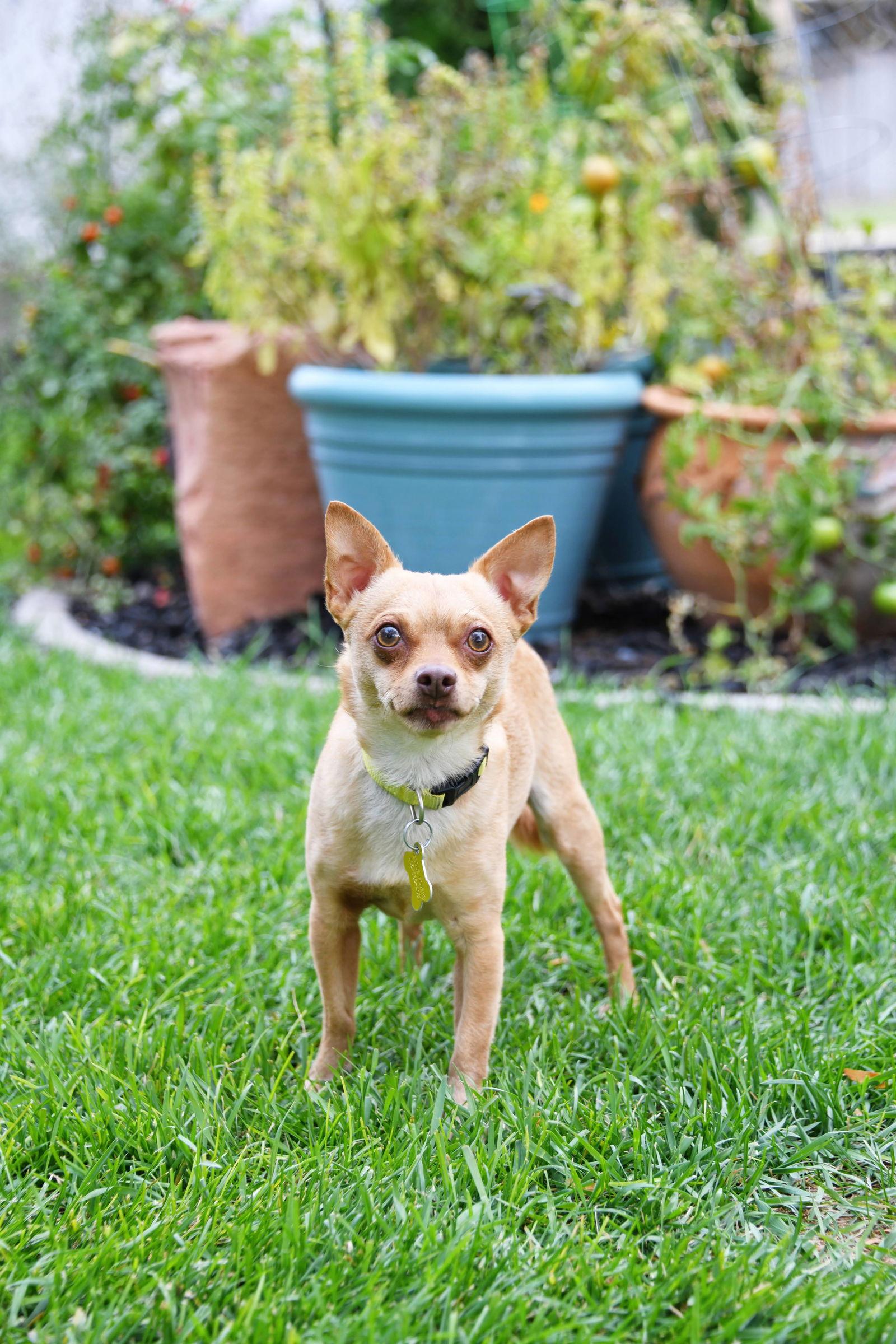 Ima Yoshi, a Adoptable Chihuahua in Salt Lake City, UT image 3/3