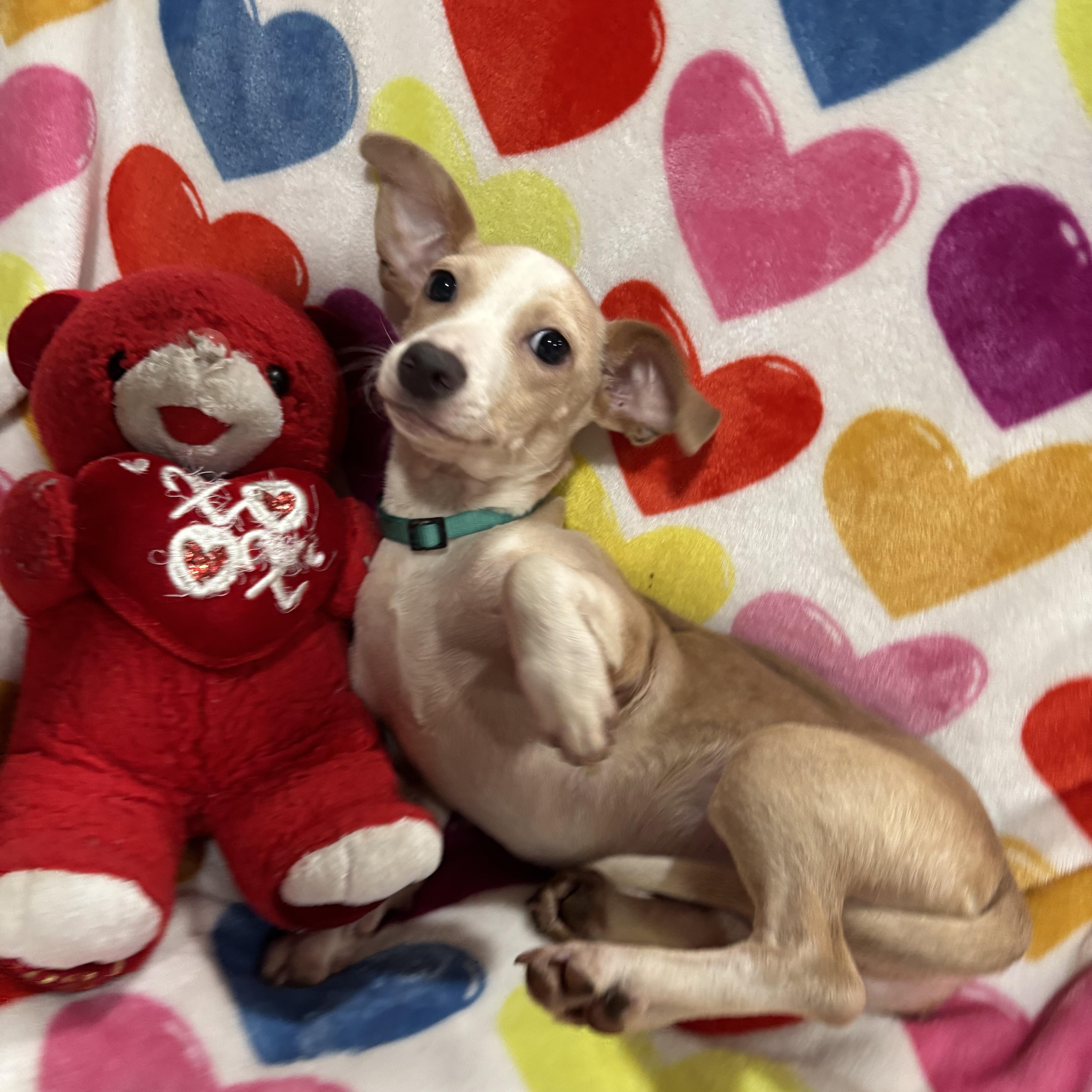 Enlarge Snickerdoodle, a Adoptable mixed breed in Foster, OR image 1/6