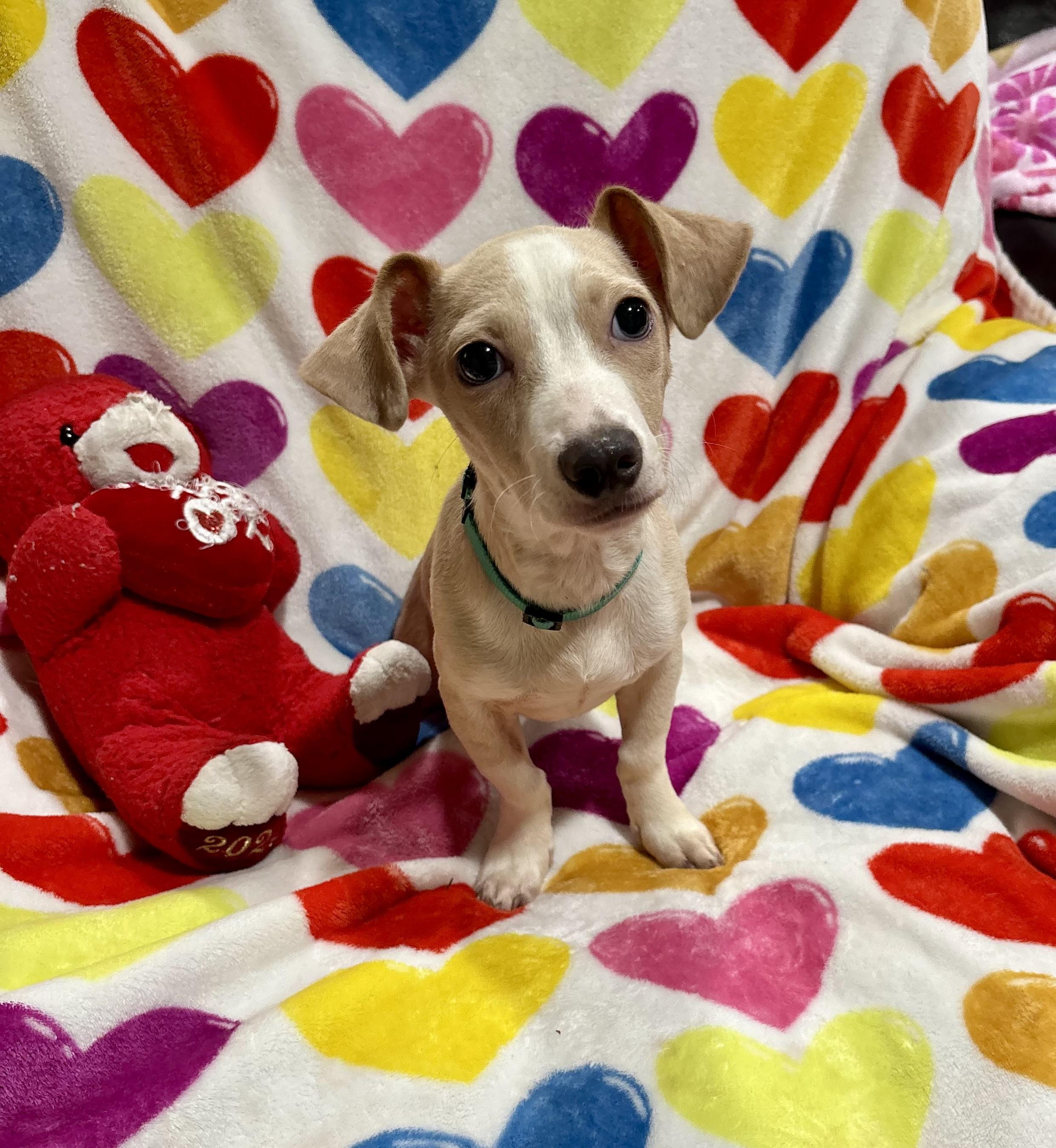 Enlarge Snickerdoodle, a Adoptable mixed breed in Foster, OR image 5/6