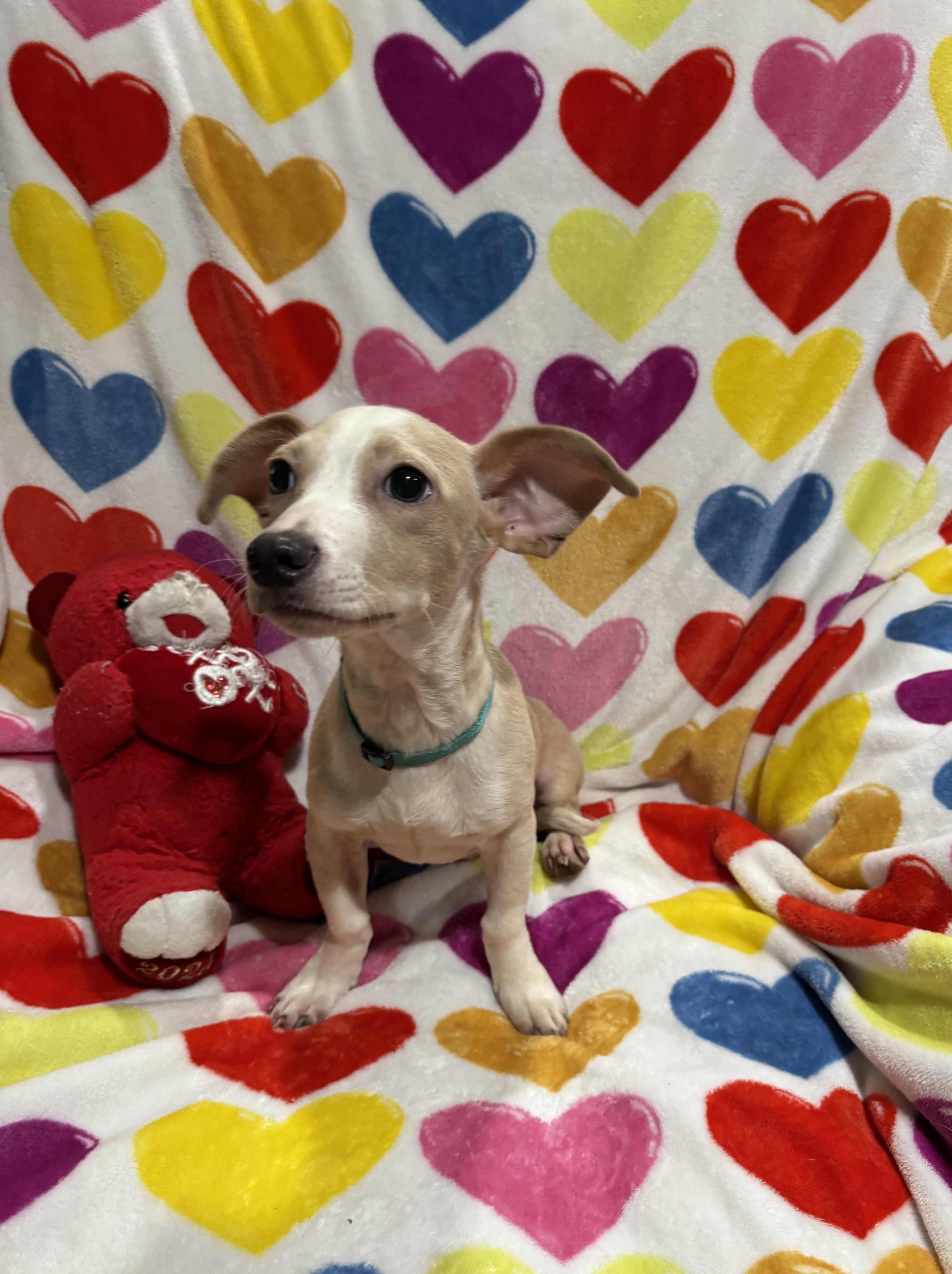 Enlarge Snickerdoodle, a Adoptable mixed breed in Foster, OR image 4/6