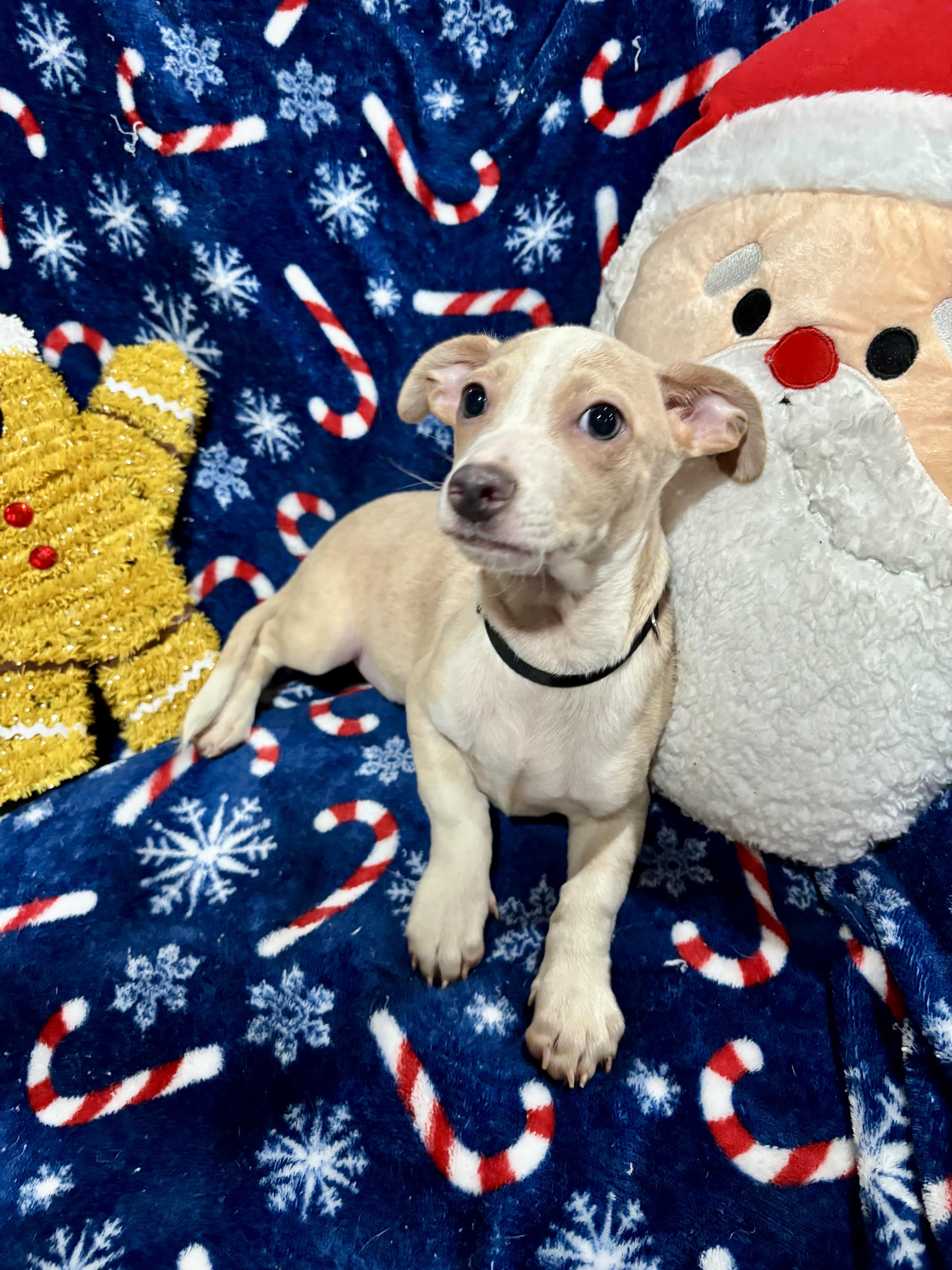Snickerdoodle, a Adoptable mixed breed in Foster, OR image 1/4