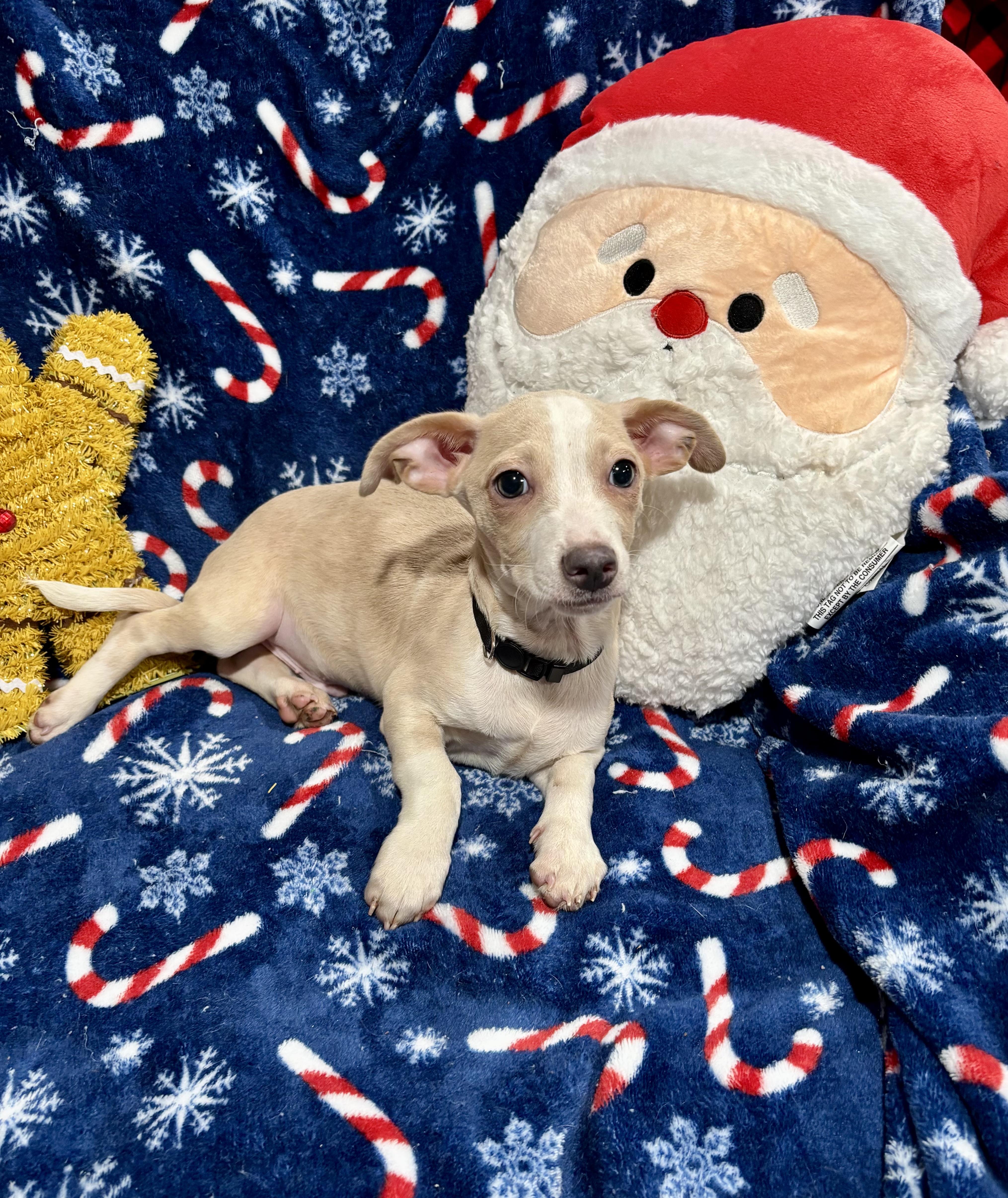 Snickerdoodle, a Adoptable mixed breed in Foster, OR image 2/4