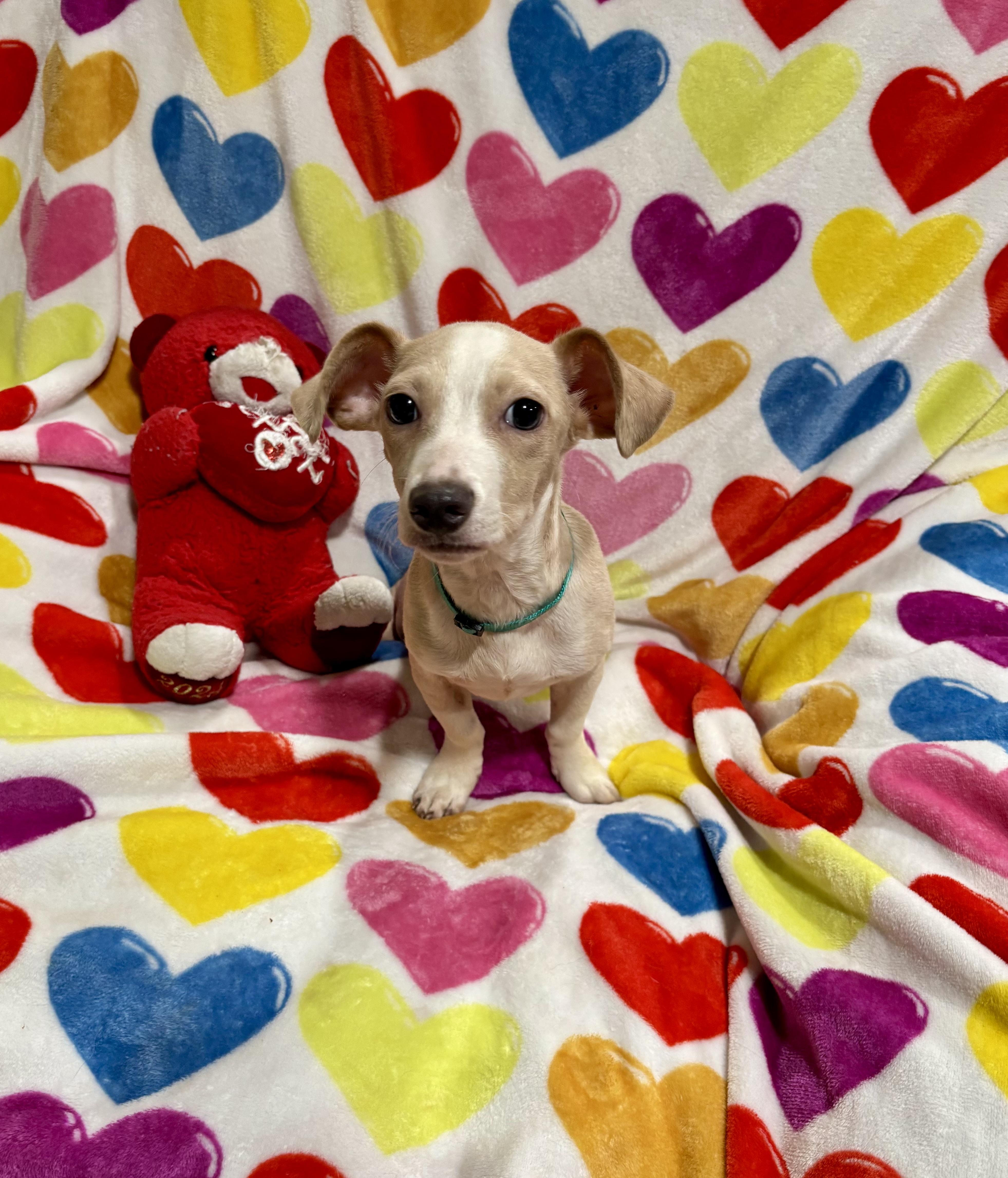Enlarge Snickerdoodle, a Adoptable mixed breed in Foster, OR image 2/6