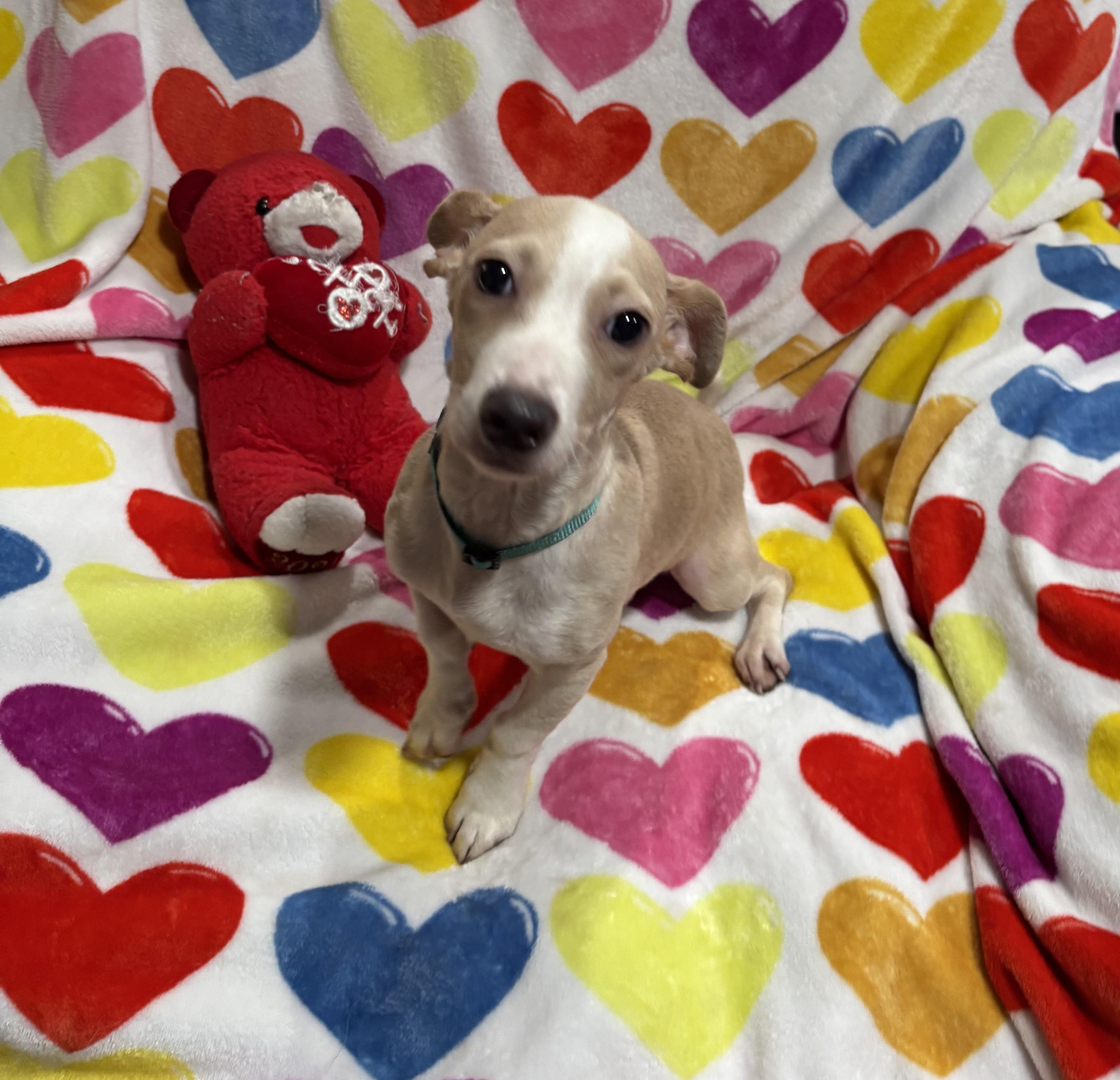 Enlarge Snickerdoodle, a Adoptable mixed breed in Foster, OR image 6/6