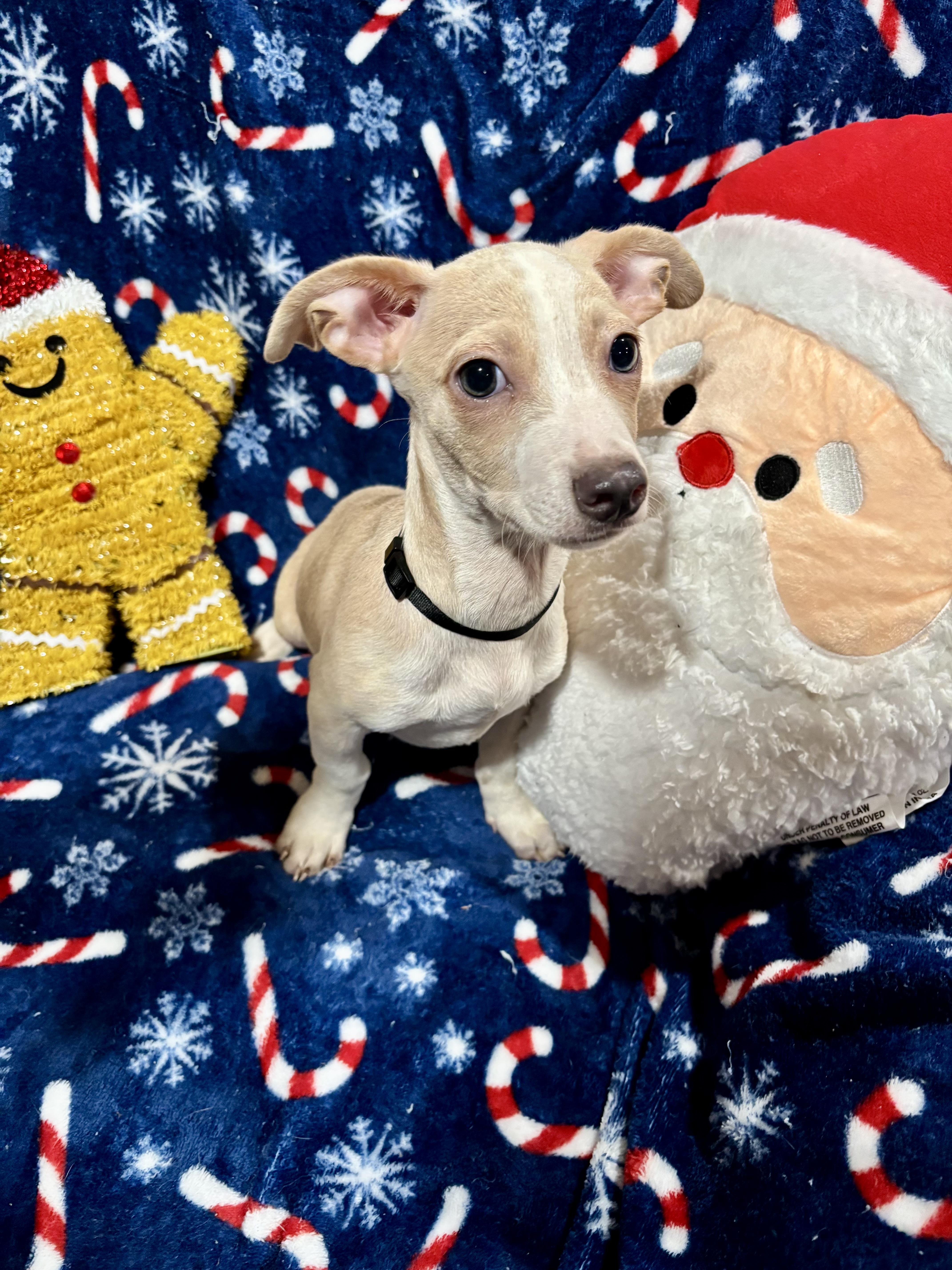 Snickerdoodle, a Adoptable mixed breed in Foster, OR image 3/4