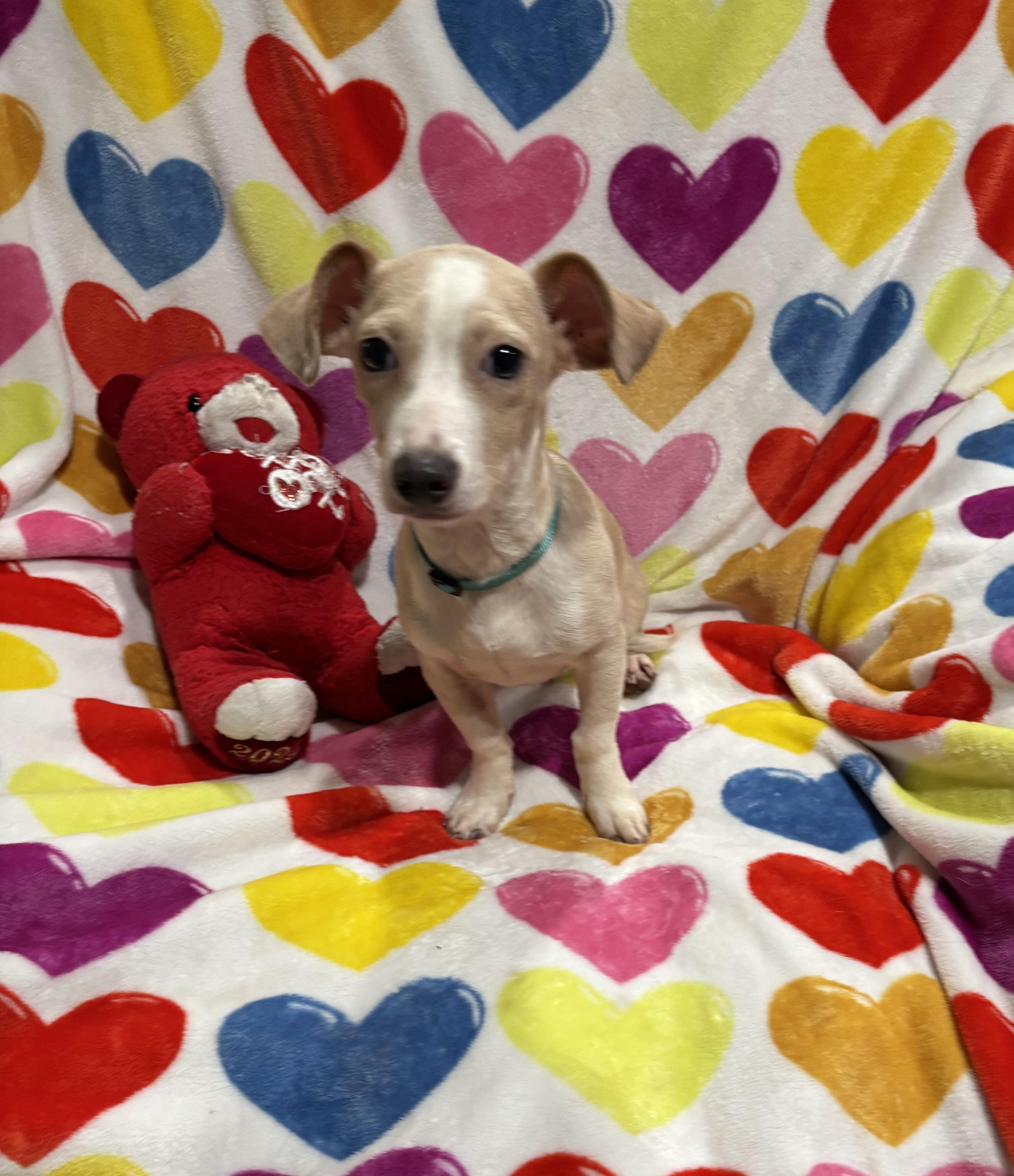Enlarge Snickerdoodle, a Adoptable mixed breed in Foster, OR image 3/6