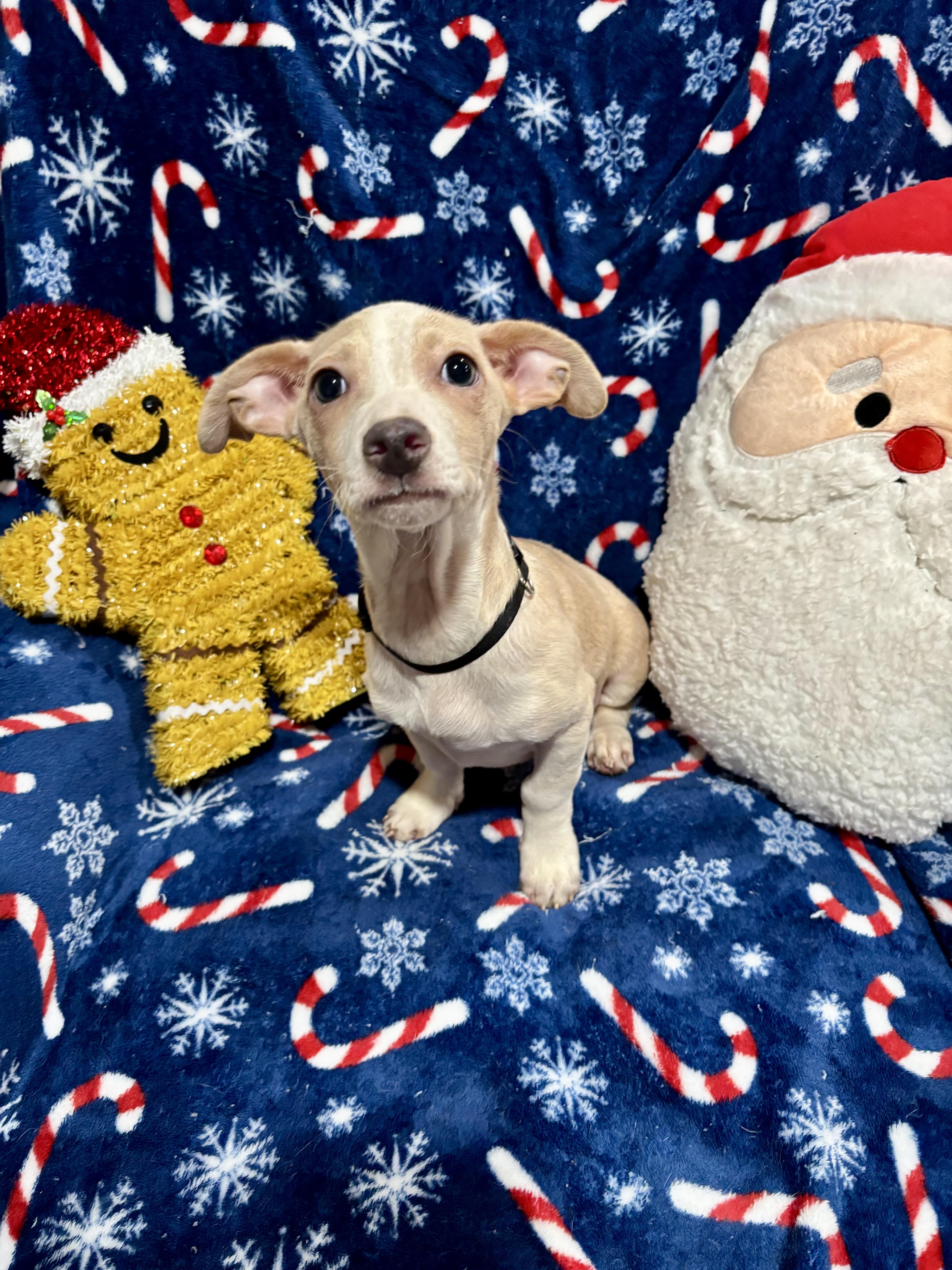 Snickerdoodle, a Adoptable mixed breed in Foster, OR image 4/4