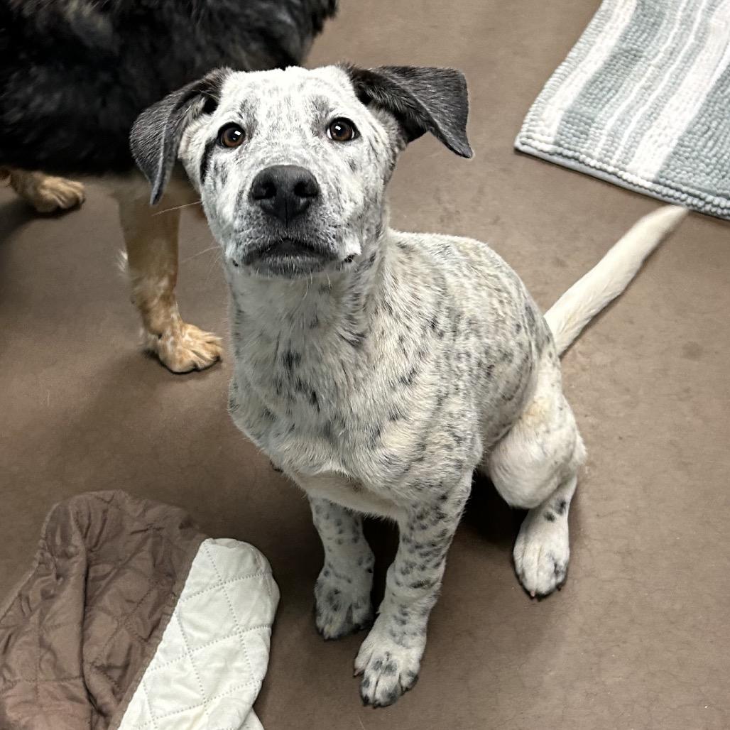 Boba- At Kingsmark Kennels, Adoptable, Young Female Cattle Dog & Mixed Breed.