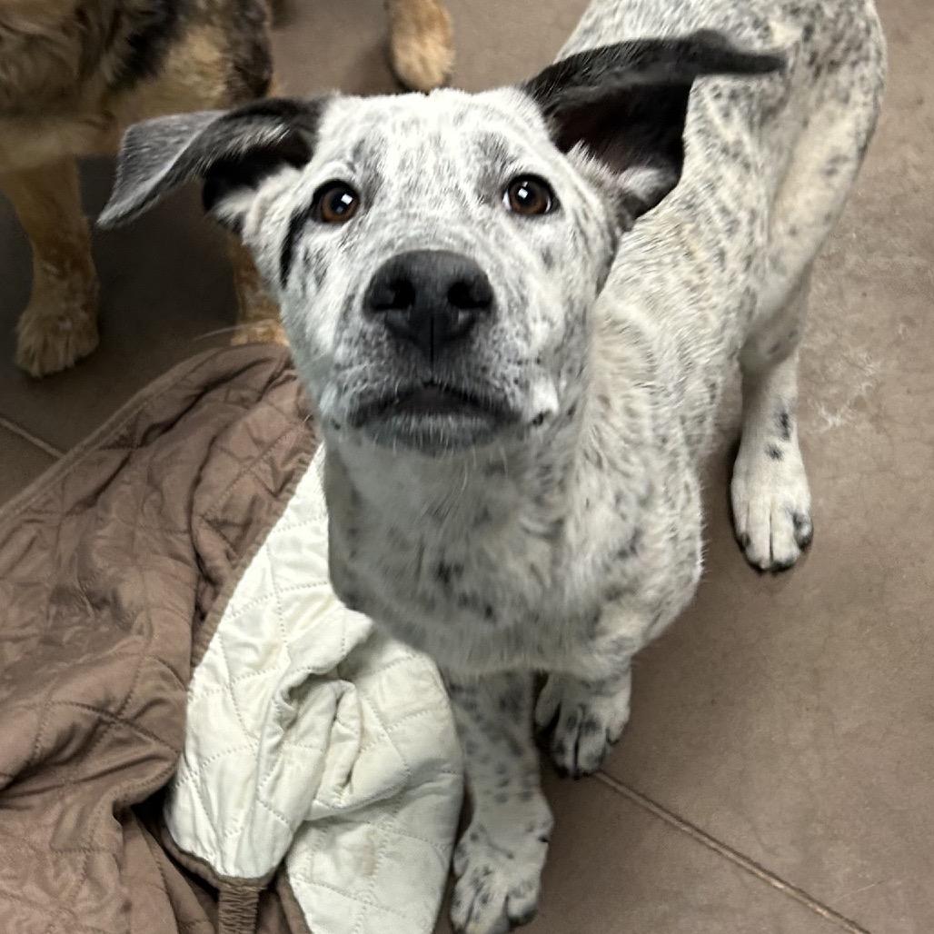 Boba- At Kingsmark Kennels, a Adoptable mixed breed in Flagstaff, AZ image 2/6