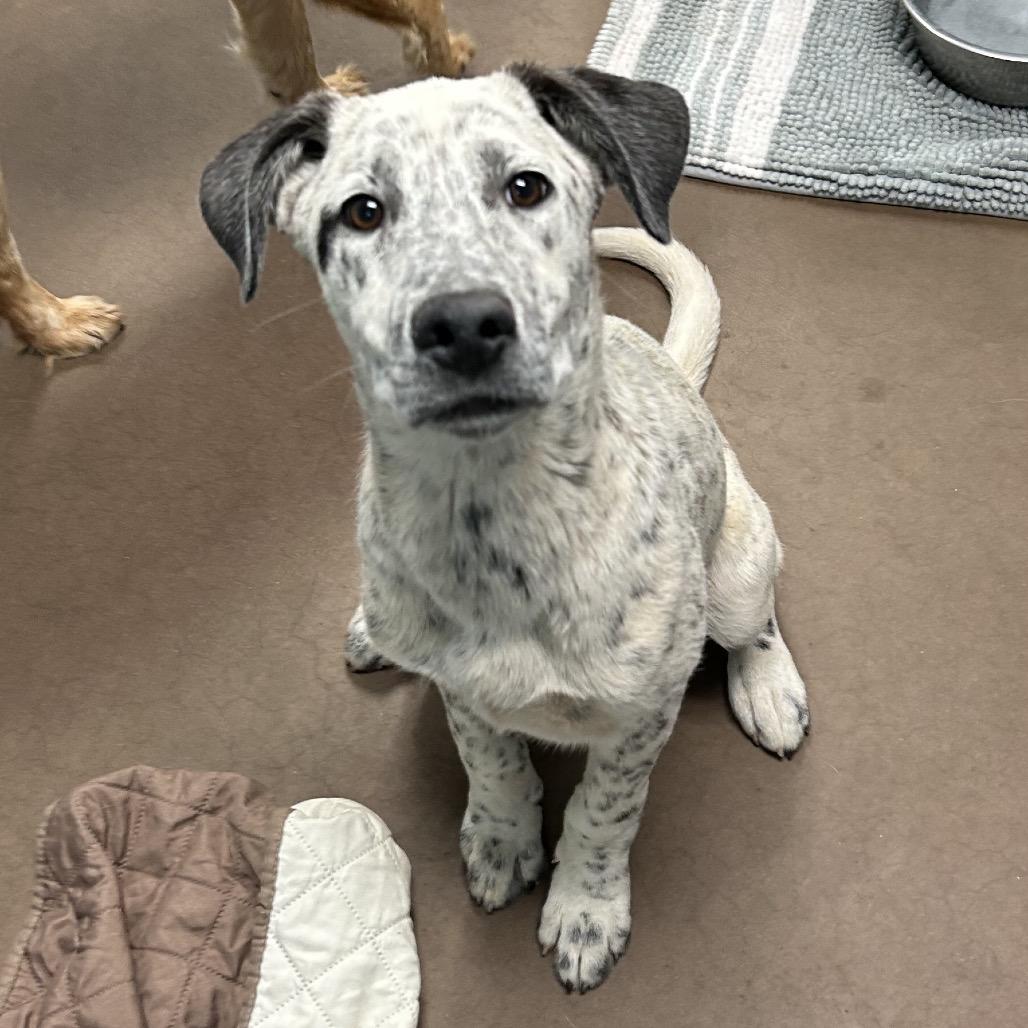 Boba- At Kingsmark Kennels, a Adoptable mixed breed in Flagstaff, AZ image 3/6