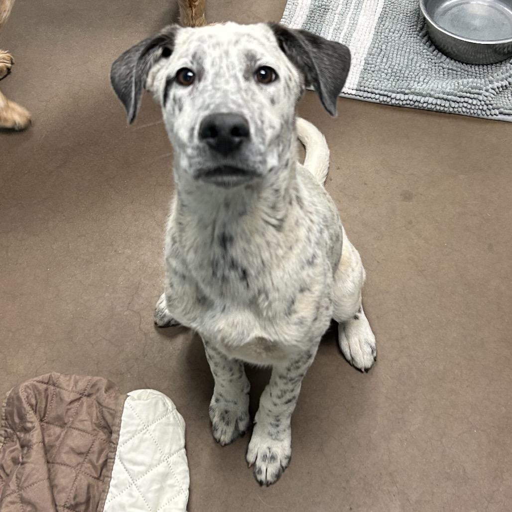 Boba- At Kingsmark Kennels, a Adoptable mixed breed in Flagstaff, AZ image 4/6