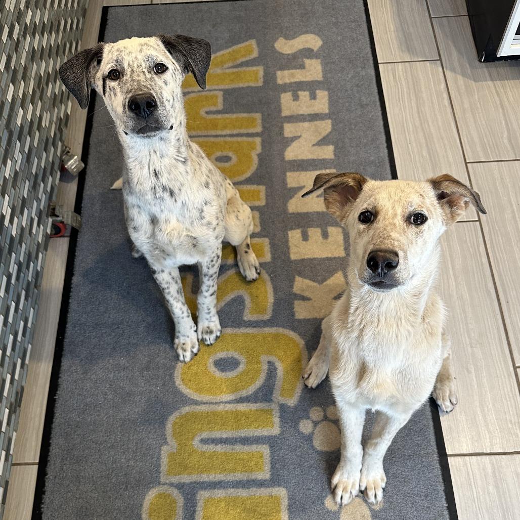 Boba- At Kingsmark Kennels, a Adoptable mixed breed in Flagstaff, AZ image 5/6