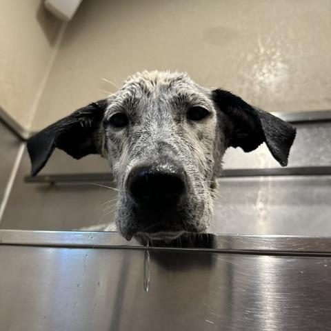 Boba- At Kingsmark Kennels, a Adoptable mixed breed in Flagstaff, AZ image 6/6