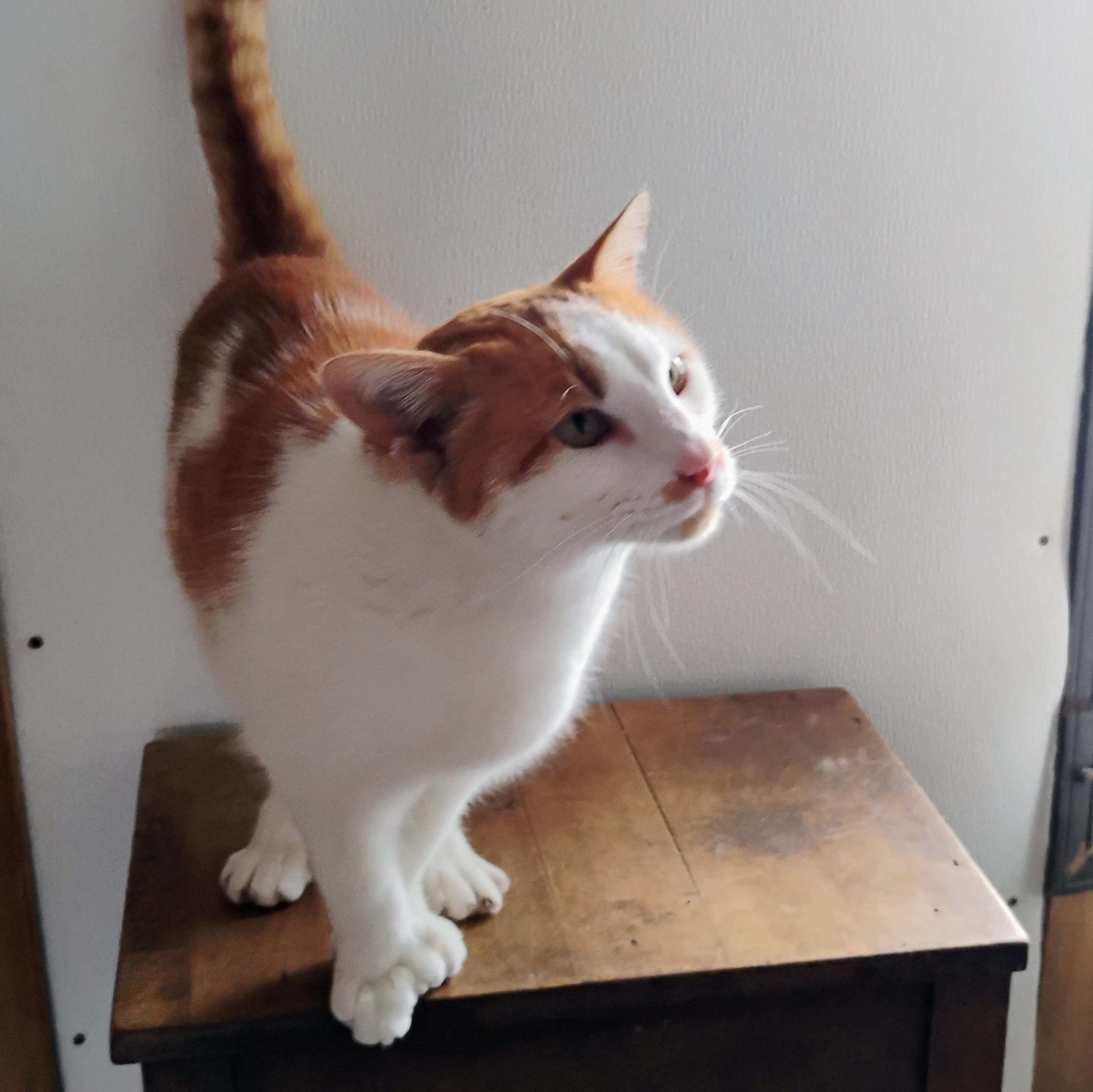 Enlarge TYLER, a Adopted mixed breed in Andover, KS image 2/4