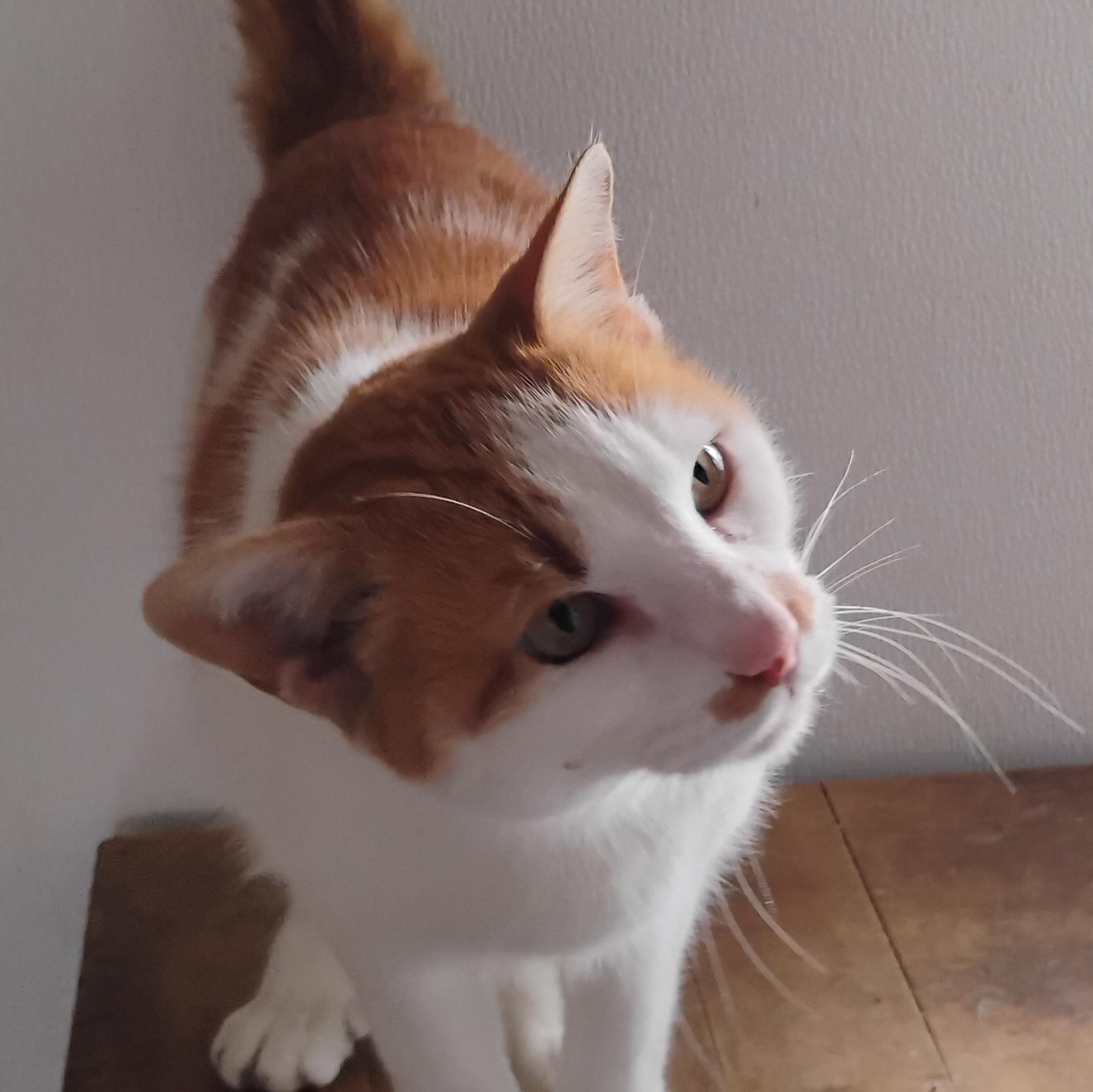 TYLER, Adopted, Adult Male Extra-Toes Cat / Hemingway Polydactyl & Domestic Short Hair.