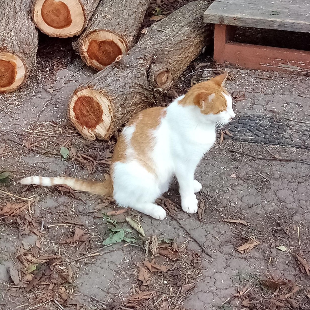 Enlarge TYLER, a Adopted mixed breed in Andover, KS image 3/4