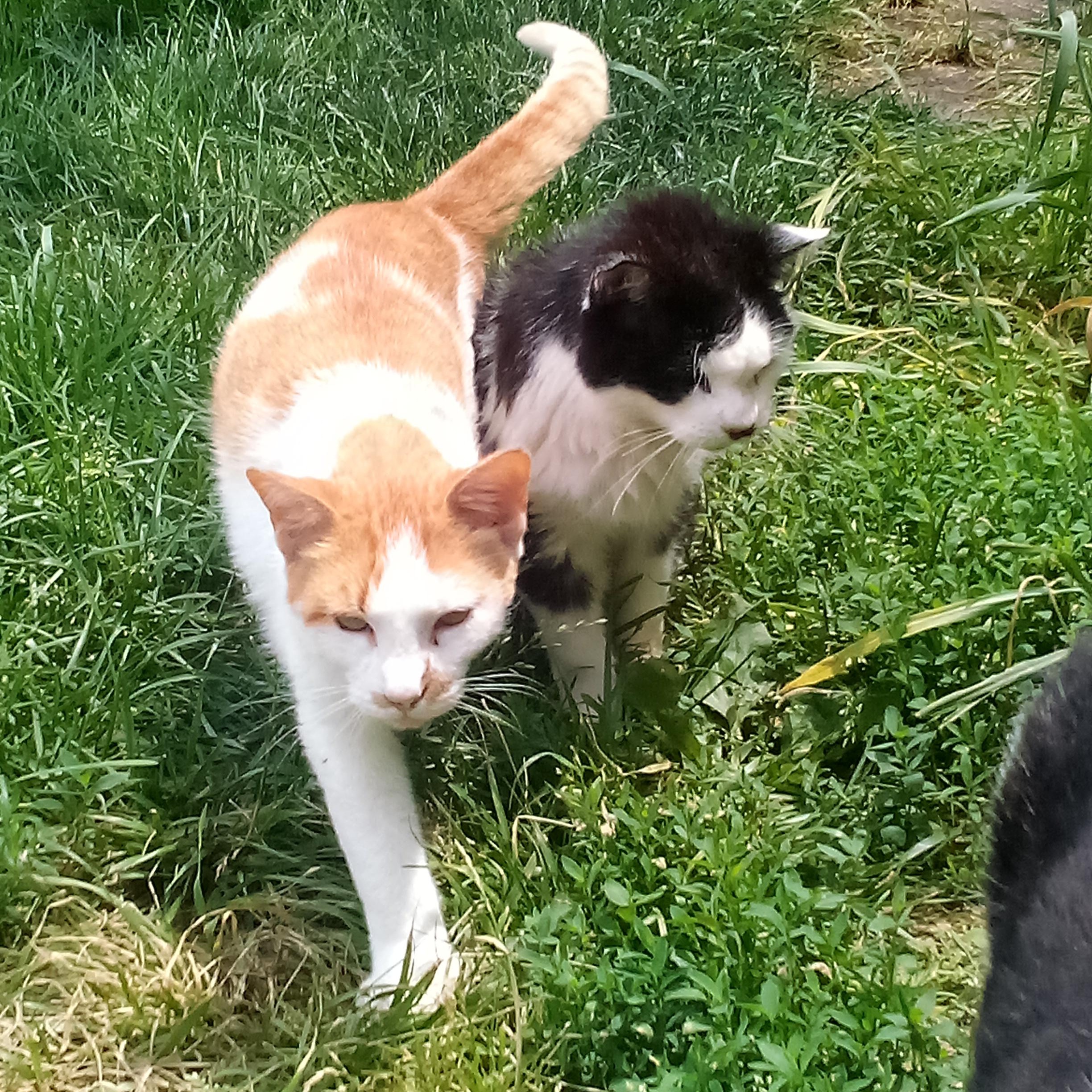 Enlarge TYLER, a Adopted mixed breed in Andover, KS image 4/4