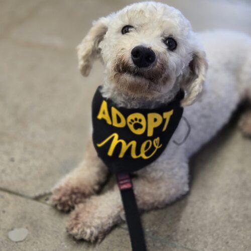 Enlarge Louis, a Adopted Bichon Frise in Hawkestone, ON image 1/6