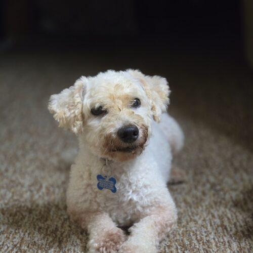 Enlarge Louis, a Adopted Bichon Frise in Hawkestone, ON image 2/6