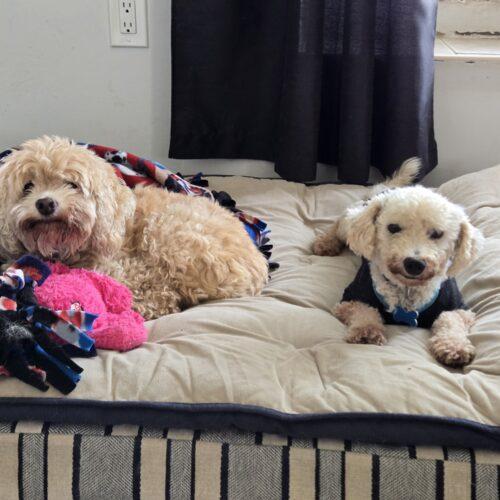 Enlarge Louis, a Adopted Bichon Frise in Hawkestone, ON image 3/6