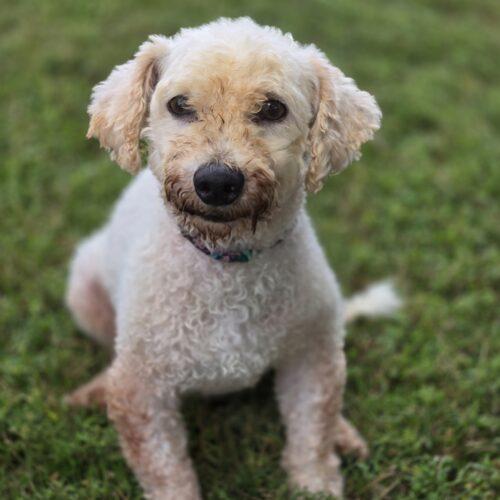 Enlarge Louis, a Adopted Bichon Frise in Hawkestone, ON image 4/6