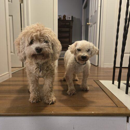 Enlarge Louis, a Adopted Bichon Frise in Hawkestone, ON image 5/6