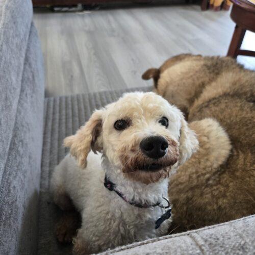 Enlarge Louis, a Adopted Bichon Frise in Hawkestone, ON image 6/6