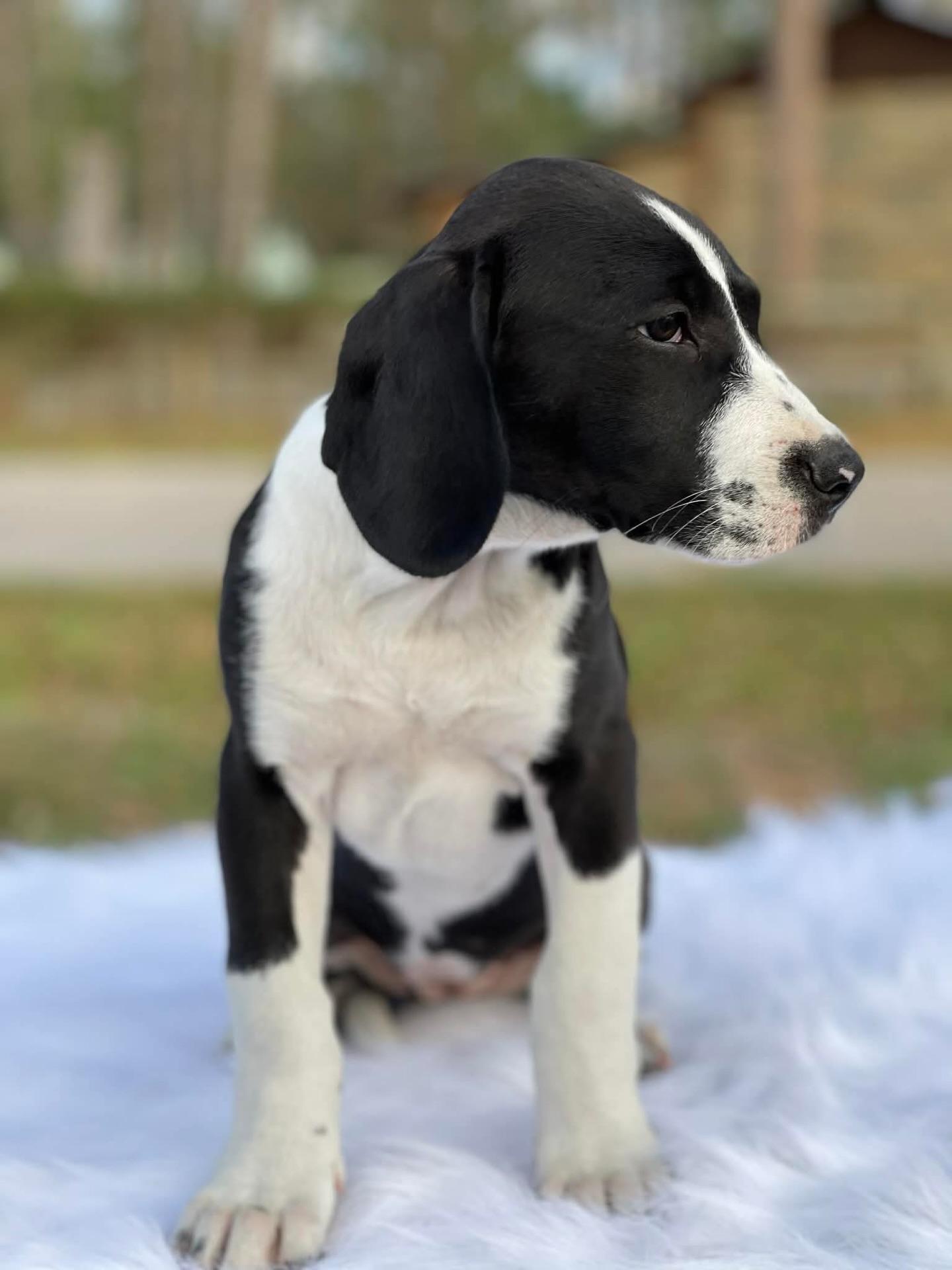 Enlarge Carolina, a ADOPTABLE mixed breed in Salem, NH image 2/3