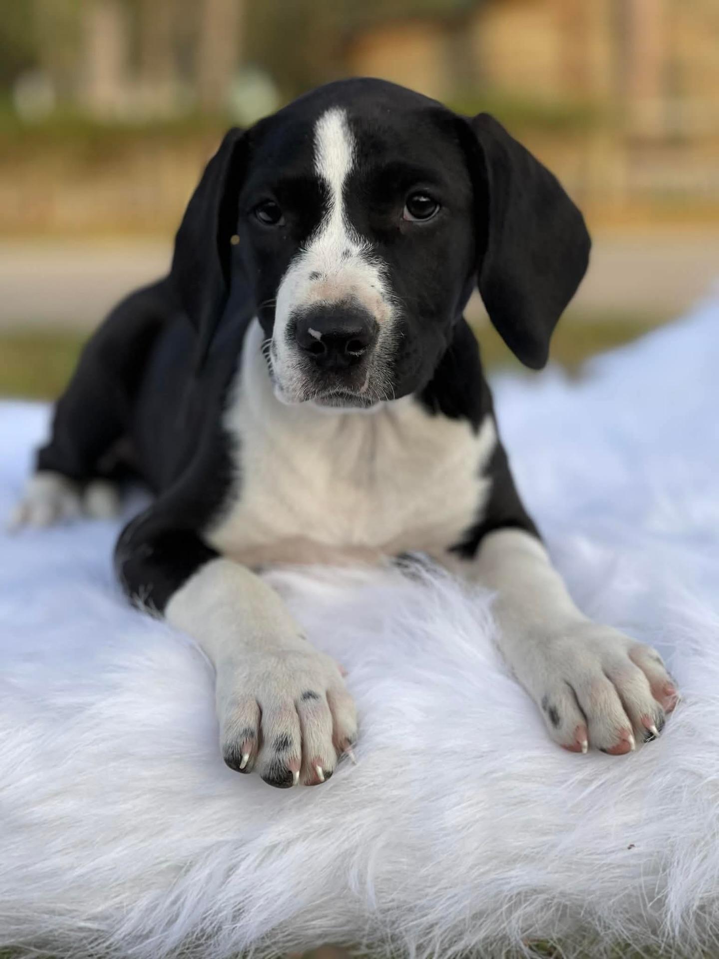 Carolina, ADOPTABLE, Puppy Female Hound.