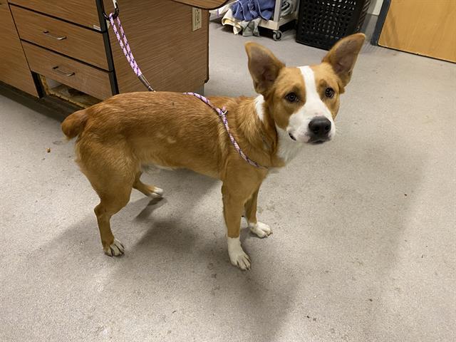 HANDY, Adoptable, Young Male Australian Cattle Dog / Blue Heeler & Mixed Breed.