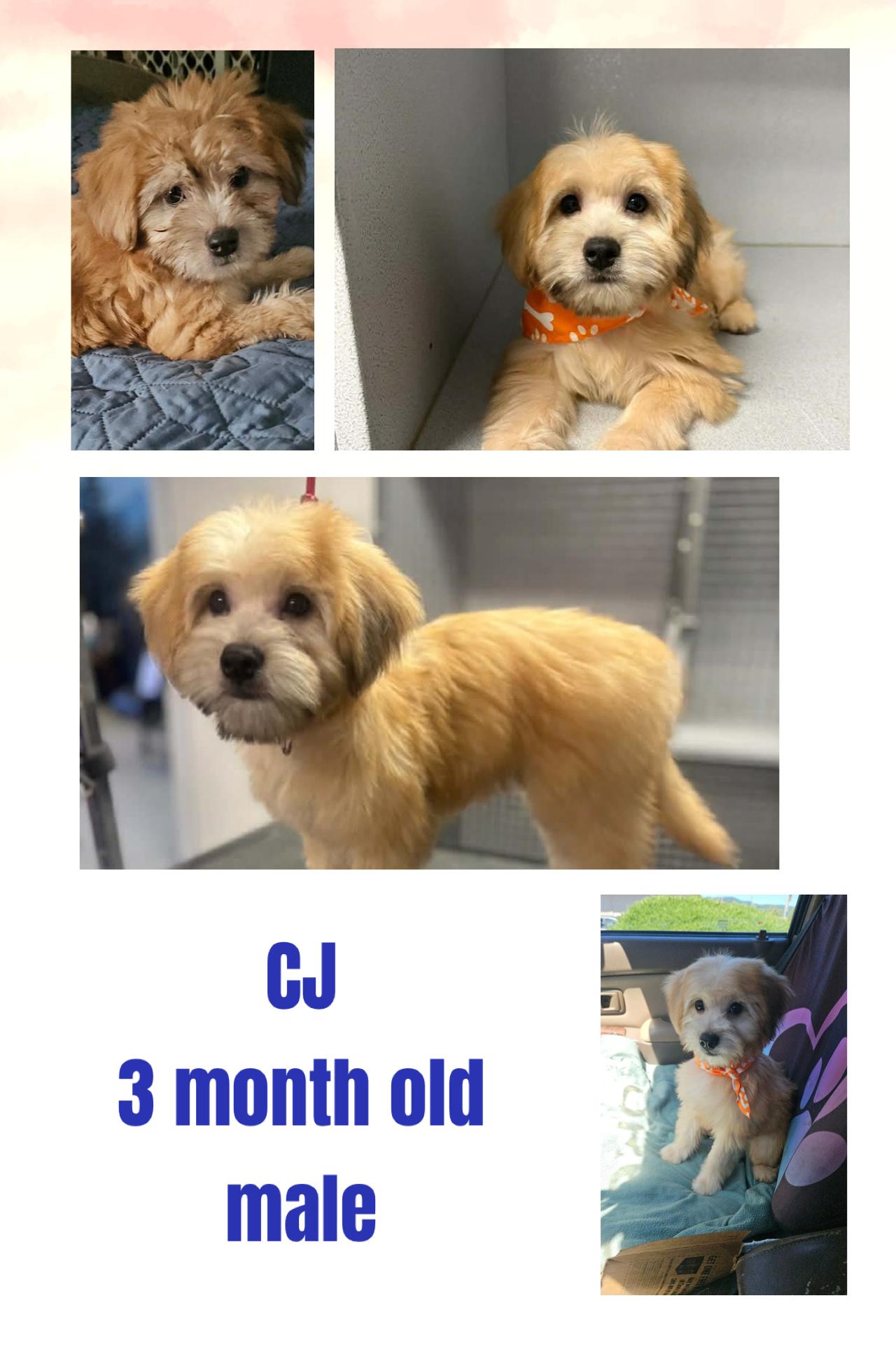 CJ, ADOPTABLE, Puppy Male Maltese.